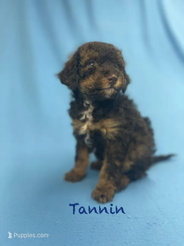 Tannin – Poodle - Miniature  puppy for sale in Stuart, VA
