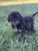 Tannin *EASTER SPECIAL* reduced price, a male Poodle - Miniature  for sale in Stuart, VA – Photo 2 of 10