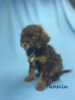 Tannin, a male Poodle - Miniature  for sale in Stuart, VA – Photo 2 of 2