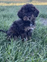 Tannin *EASTER SPECIAL* reduced price, a male Poodle - Miniature  for sale in Stuart, VA – Photo 6 of 10