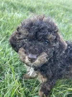 Tannin *EASTER SPECIAL* reduced price, a male Poodle - Miniature  for sale in Stuart, VA – Photo 5 of 10