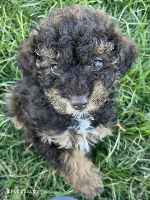 Tannin – Poodle - Miniature  puppy for sale in Stuart, VA