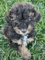 Tannin *EASTER SPECIAL* reduced price, a male Poodle - Miniature  for sale in Stuart, VA – Photo 1 of 10