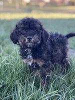Tannin *EASTER SPECIAL* reduced price, a male Poodle - Miniature  for sale in Stuart, VA – Photo 4 of 10