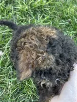 Tannin *EASTER SPECIAL* reduced price, a male Poodle - Miniature  for sale in Stuart, VA – Photo 8 of 10