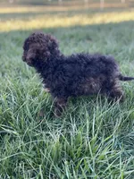 Tannin *EASTER SPECIAL* reduced price, a male Poodle - Miniature  for sale in Stuart, VA – Photo 9 of 10