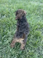 Tannin *EASTER SPECIAL* reduced price, a male Poodle - Miniature  for sale in Stuart, VA – Photo 10 of 10