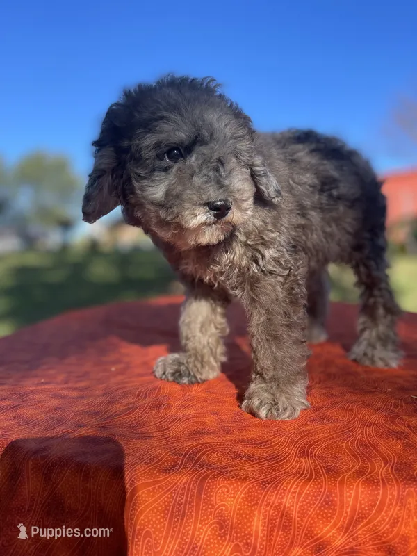 Sylvia – Poodle - Miniature  puppy for sale in Stuart, VA