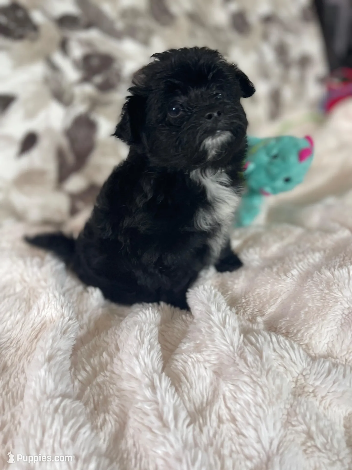 Dot, a male Pomapoo for sale in Stuart, VA – Photo 5 of 6