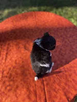 Basil, a male Pomeranian and Poodle - Toy  for sale in Stuart, VA – 4 of 5