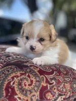 Pomapoo *Marigold*, a female Pomeranian and Poodle - Toy  for sale in Stuart, VA – 3 of 6