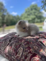 AKC “Chip”, a male Pomeranian for sale in Stuart, VA – 6 of 6