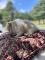 AKC “Chip”, a male Pomeranian for sale in Stuart, VA – 4 of 6