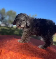 Sylvia, a female Poodle - Miniature  for sale in Stuart, VA – 2 of 4
