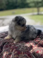 AKC “Tuffy”, a male Pomeranian for sale in Stuart, VA – 2 of 5