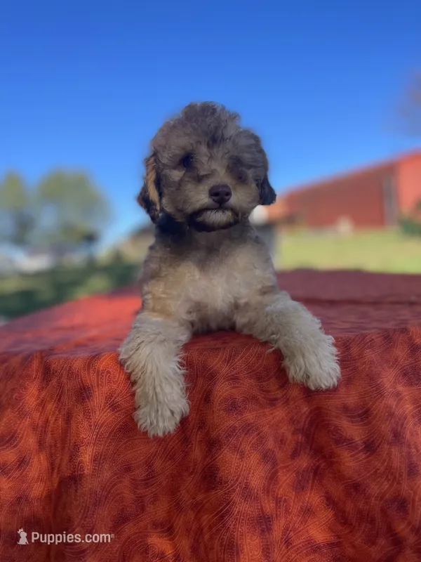 Elsa – Poodle - Miniature  puppy for sale in Stuart, VA