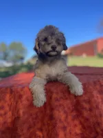 Elsa, a female Poodle - Miniature  for sale in Stuart, VA – 1 of 4