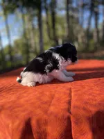 Violet, a female Pomeranian and Poodle - Toy  for sale in Stuart, VA – 3 of 5