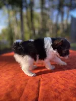 Sage, a male Pomeranian and Poodle - Toy  for sale in Stuart, VA – 2 of 4