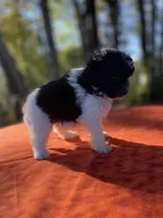 Poppi, a female Pomeranian and Poodle - Toy  for sale in Stuart, VA – 2 of 3