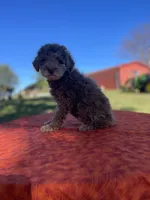 Chloe, a female Poodle - Miniature  for sale in Stuart, VA – 2 of 4