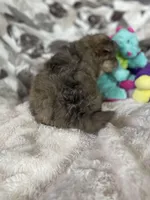 Bitsy, a female Pomapoo for sale in Stuart, VA – Photo 4 of 4