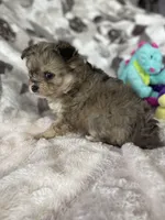 Bitsy, a female Pomapoo for sale in Stuart, VA – Photo 3 of 4