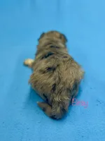 Bitsy, a female Pomapoo for sale in Stuart, VA – Photo 1 of 3