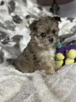 Bitsy, a female Pomapoo for sale in Stuart, VA – Photo 2 of 4