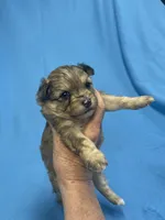 Bitsy, a female Pomapoo for sale in Stuart, VA – Photo 3 of 3