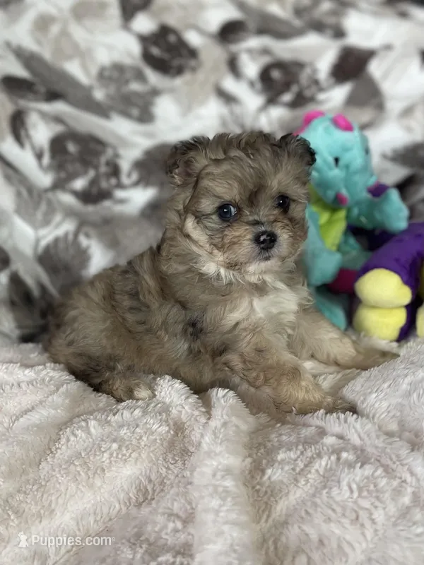 Bitsy – Pomapoo puppy for sale in Stuart, VA