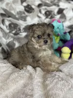 Bitsy, a female Pomapoo for sale in Stuart, VA – Photo 1 of 4