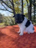 Sable , a female Pomeranian and Poodle - Toy  for sale in Stuart, VA – 3 of 4