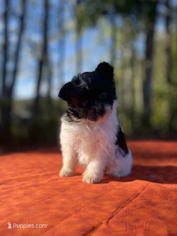 Poppi – Pomeranian, Poodle - Toy  puppy for sale in Stuart, VA