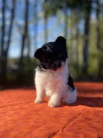 Poppi, a female Pomeranian and Poodle - Toy  for sale in Stuart, VA – 1 of 3