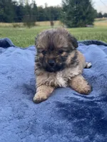 Pomapoo *Petunia*, a female Pomapoo for sale in Stuart, VA – 4 of 4