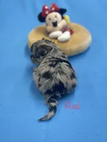 Pixel, a female Pomapoo for sale in Stuart, VA – Photo 2 of 2