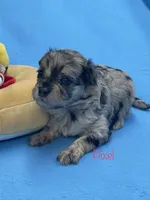 Pixel, a female Pomapoo for sale in Stuart, VA – Photo 1 of 2