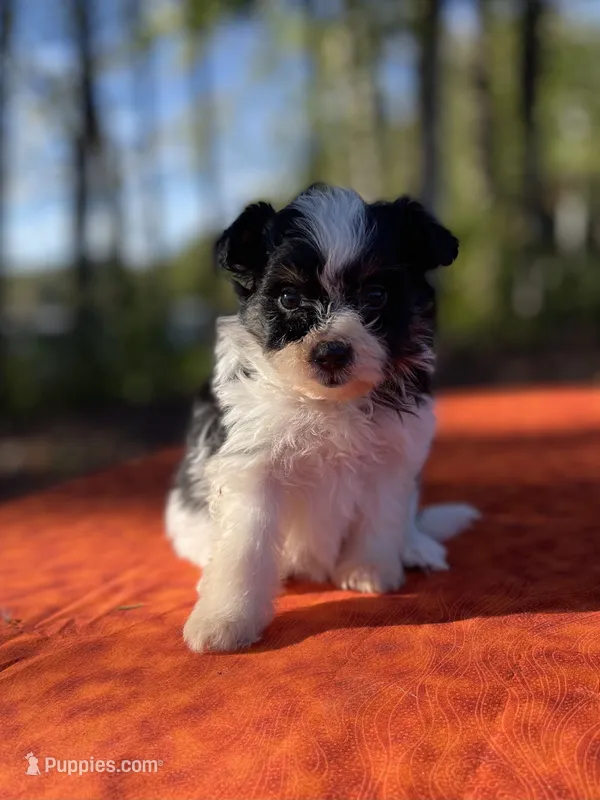 Violet – Pomeranian, Poodle - Toy  puppy for sale in Stuart, VA