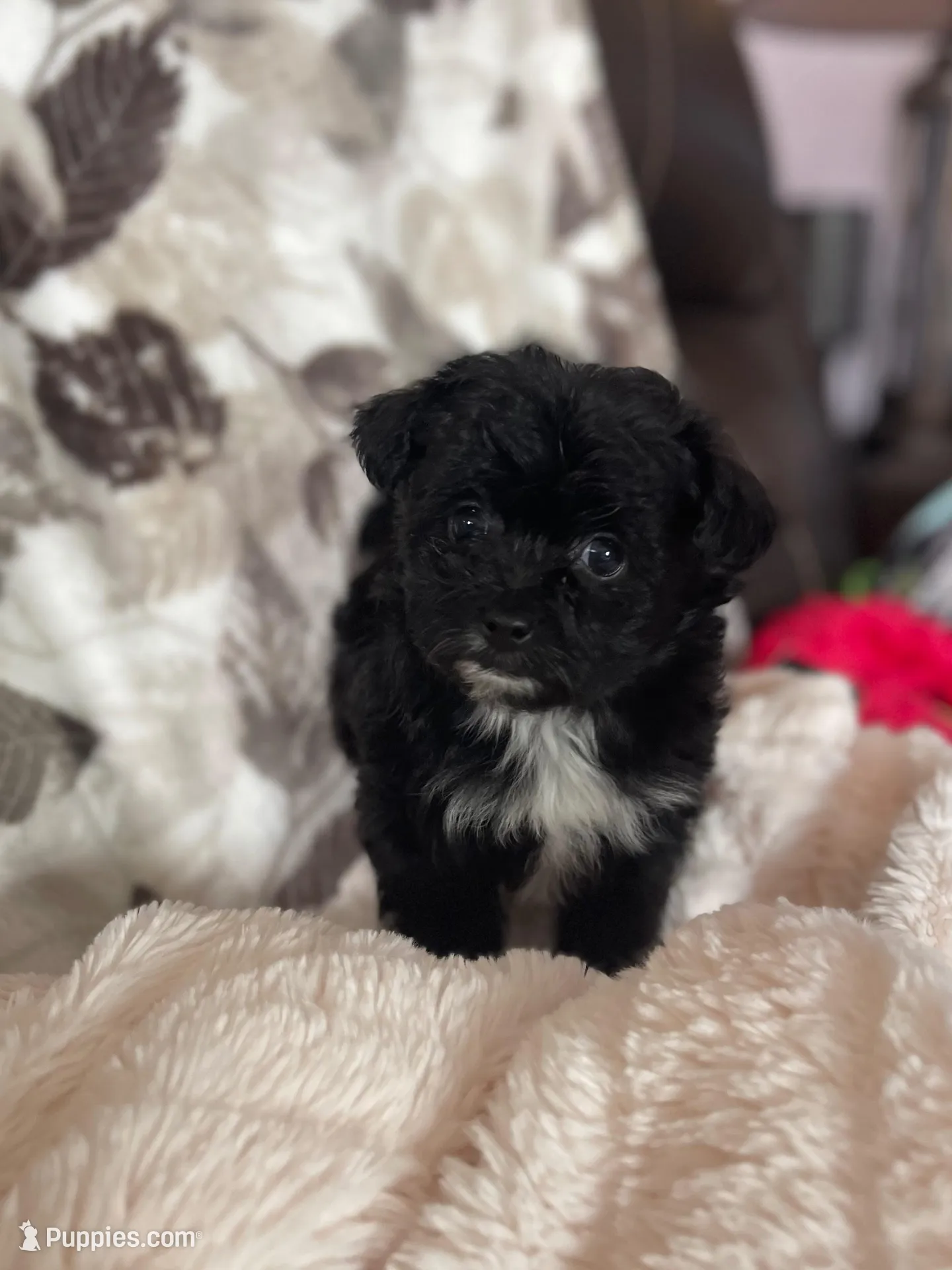 Dot – Pomapoo puppy for sale in Stuart, VA