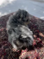 AKC “Tuffy”, a male Pomeranian for sale in Stuart, VA – 5 of 5