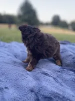 Pomapoo *Violet*, a female Pomapoo for sale in Stuart, VA – 3 of 5