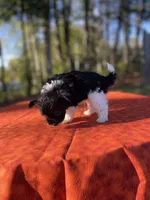 Basil, a male Pomeranian and Poodle - Toy  for sale in Stuart, VA – 3 of 5