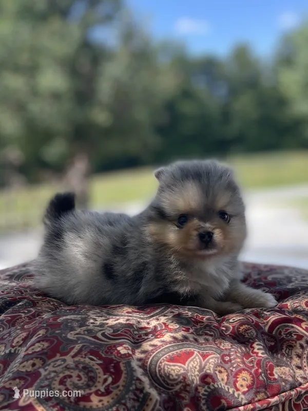 AKC “Tuffy” – Pomeranian puppy for sale in Stuart, VA