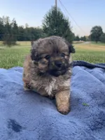 Pomapoo *Petunia*, a female Pomapoo for sale in Stuart, VA – 2 of 4