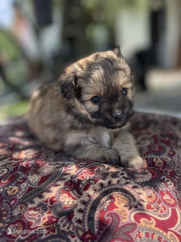 Pomapoo *Petunia* – Pomeranian, Poodle - Toy  puppy for sale in Stuart, VA