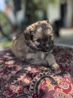 Pomapoo *Petunia*, a female Pomeranian and Poodle - Toy  for sale in Stuart, VA – 1 of 6