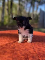 Basil, a male Pomeranian and Poodle - Toy  for sale in Stuart, VA – 2 of 5
