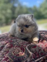 AKC “Tuffy”, a male Pomeranian for sale in Stuart, VA – 4 of 5