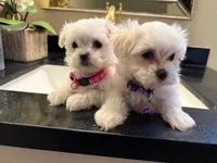 Gigi, a female Maltese for sale in Colton, CA – 6 of 10